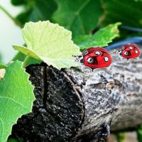 Red ladybug