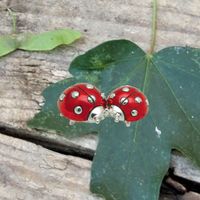 Pair of red ladybugs