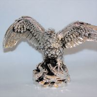 Aquila