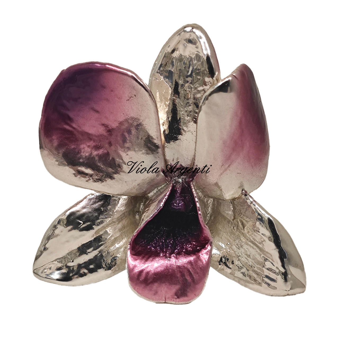 Orchidea vera argentata ciclamino