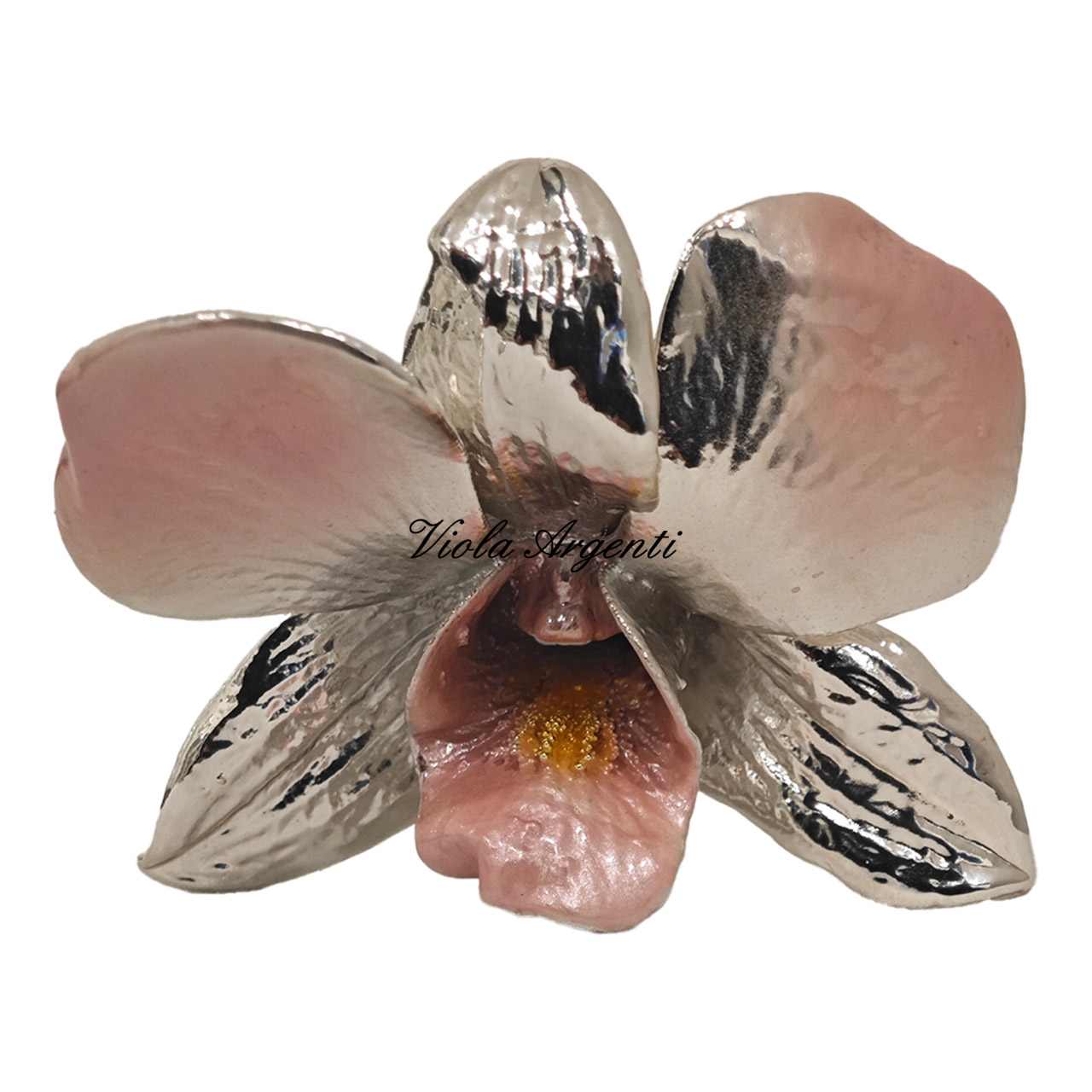 Orchidea vera argentata rosa
